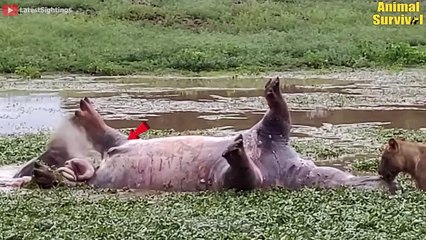 30 Angry Hippo Attacks The Lion So Fiercely   Wildlife Documentary