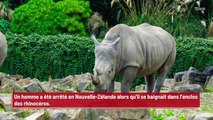 Nouvelle-Zélande : un homme se baigne dans l’enclos des rhinocéros !