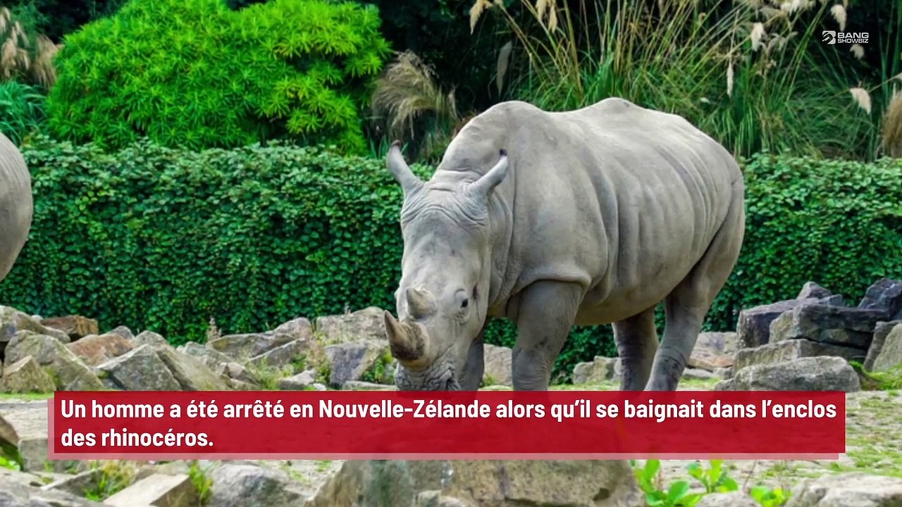 Nouvelle-Zélande : un homme se baigne dans l’enclos des rhinocéros !