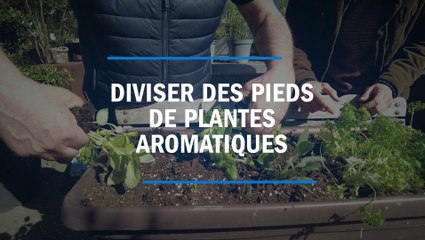 Diviser des pieds de plantes aromatiques