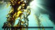 Kelp Forests Are the Carbon-Eating, Fish Habitats That Are Also Producing $$$ Passively Around the Globe