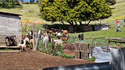 Σφάζουν τα κοπάδια τους οι κτηνοτρόφοι στη Φθιώτιδα. Εξαφανίζεται η κτηνοτροφία