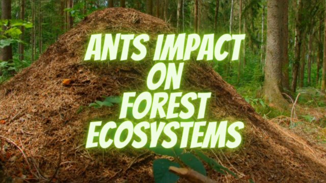 The impact of Ants on Forest Ecosystems