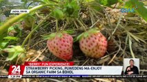 Strawberry picking, puwedeng ma-enjoy sa organic farm sa Bohol | 24 Oras