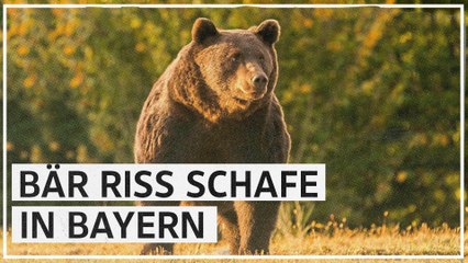 Braunbär reißt Schafe in Bayern