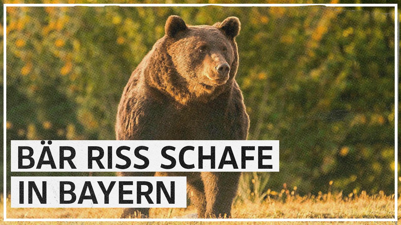 Braunbär reißt Schafe in Bayern