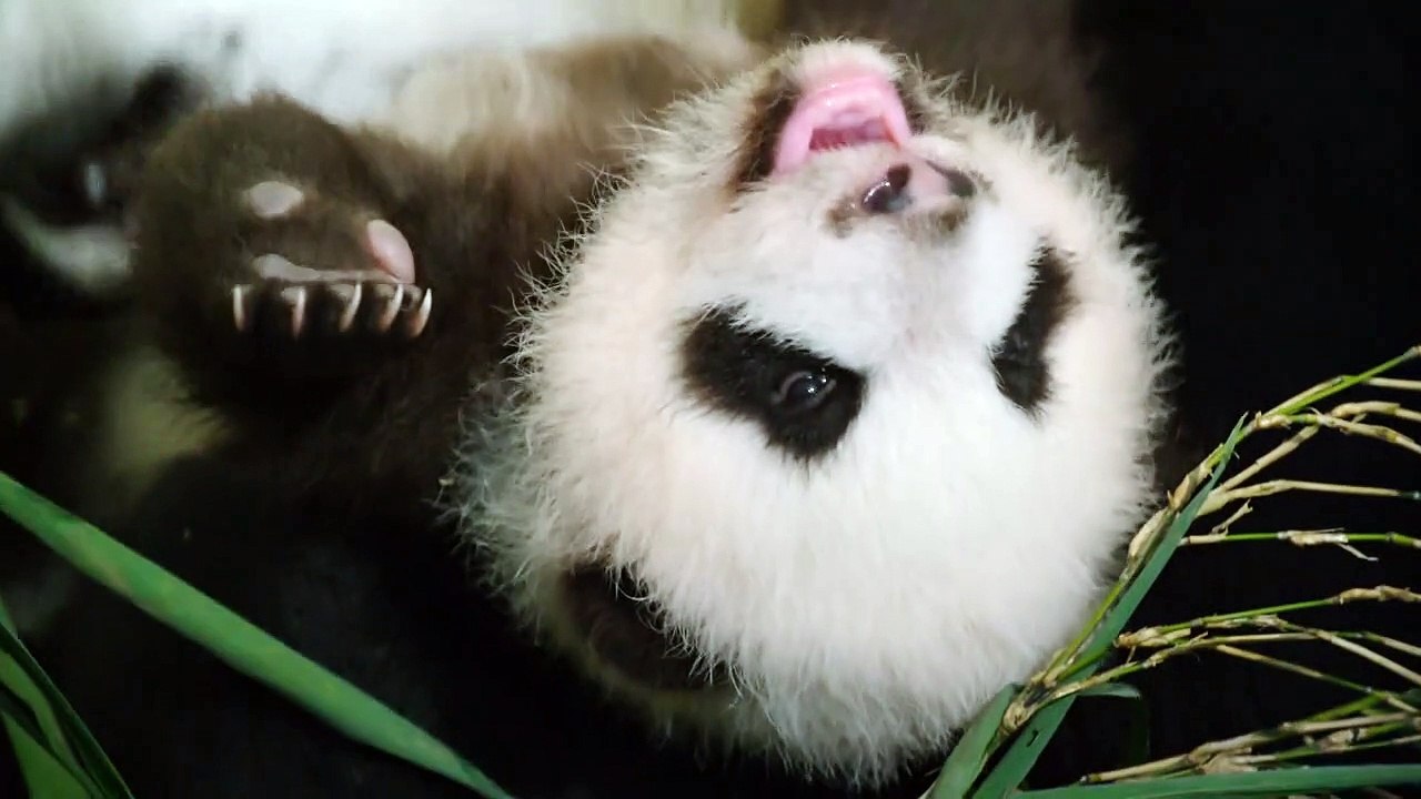 Nés en Chine Bande-annonce (RU)