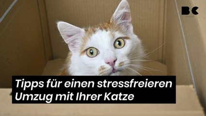 Tipps für einen stressfreieren Umzug mit Ihrer Katze