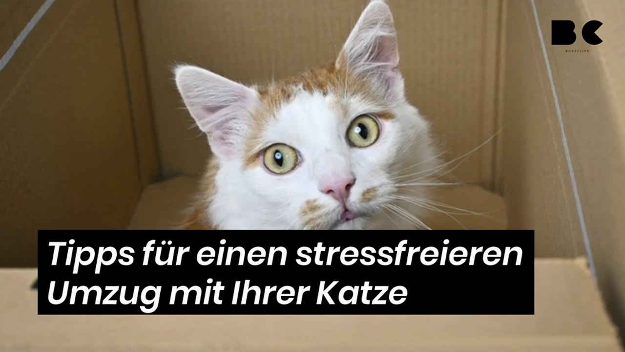 Tipps für einen stressfreieren Umzug mit Ihrer Katze