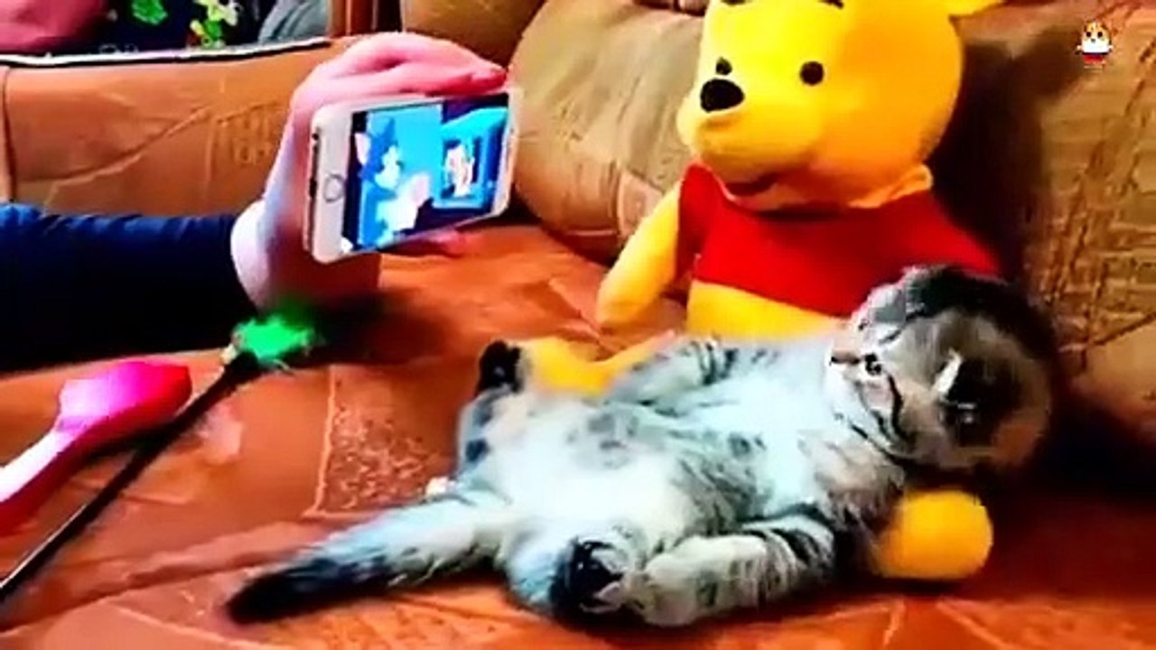 Funny cats and funny dogs ! funny videos - video Dailymotion