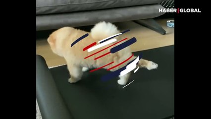 Spor yapan köpeğin görüntüleri kahkahaya boğdu