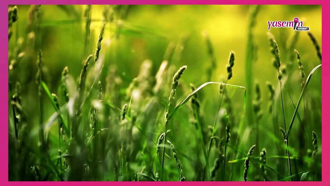 Bahar Alerjisi nedir? Doç. Dr. Hikmet Tekin Nacaroğlu anlatıyor