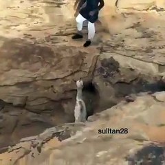 سعودي ينقذ جملاً صغيراً سقط في حفرة ويعيده لأمه