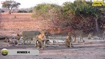 30 Brutal Moments Lions, Wild Dogs, Hyenas Hunting Buffalo   Wildlife Documentary