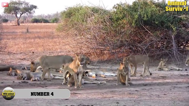30 Brutal Moments Lions, Wild Dogs, Hyenas Hunting Buffalo Wildlife Documentary