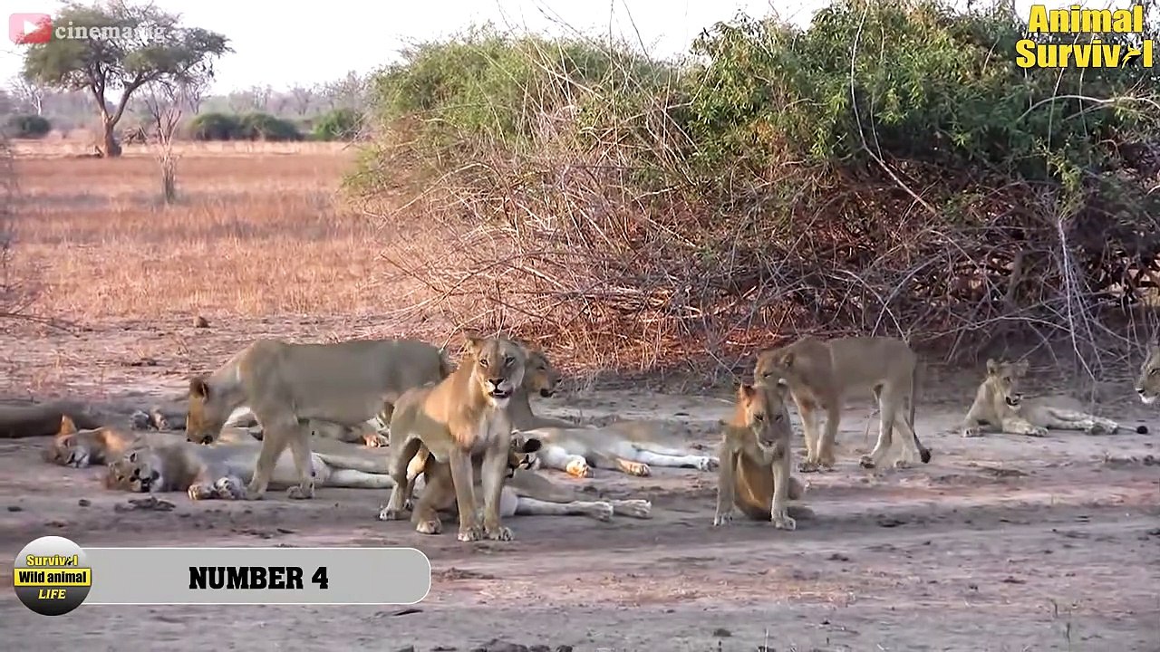 30 Brutal Moments Lions, Wild Dogs, Hyenas Hunt...