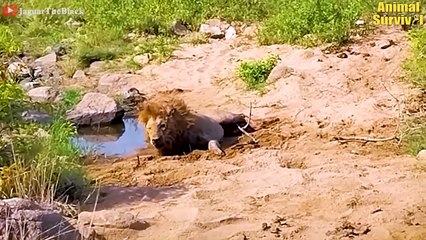 30 Times Injured Big Cats Continuously Live In Pain   Wildlife Documentary