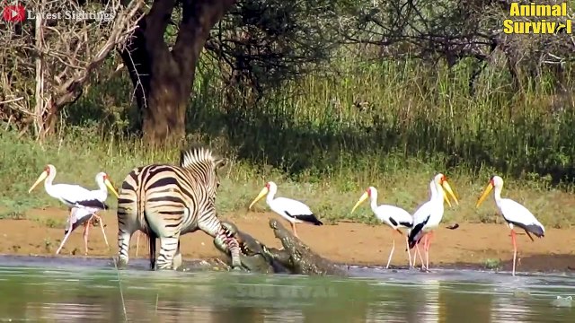 35 Best Escapes Of Zebra From Lion, Hyena, Wild Dogs And Crocodile To Survive Wildlife Documentary