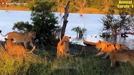 30 Tragic End Of Lion When Choosing Wrong Opponent, Can Lion Sur.vive