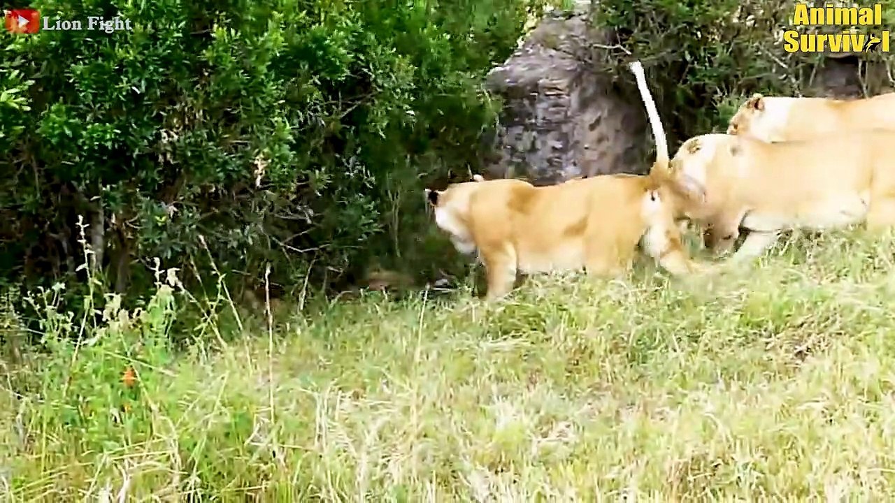 30 Painful Moments Lion Ki.lls Lion For No Reason And What Happens Next   Wildlife Documentary