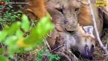 35 Brutal Moments Between Lions vs Hyena Dare You To Watch   Wildlife Documentary