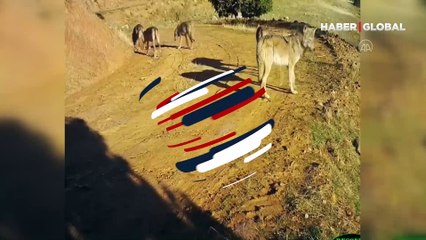 Taban hayatı fotokapana yansıdı... Vaşak, kurt, yaban domuzu ve tavşanlar