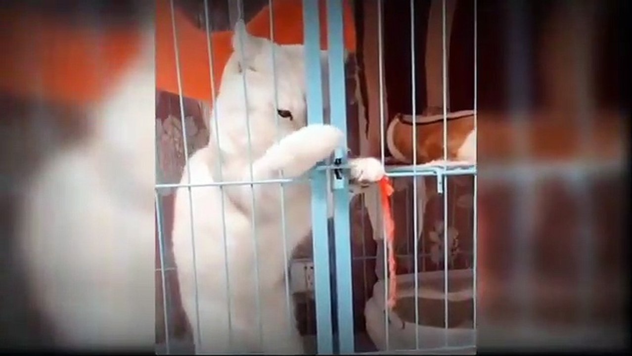 Cute cats