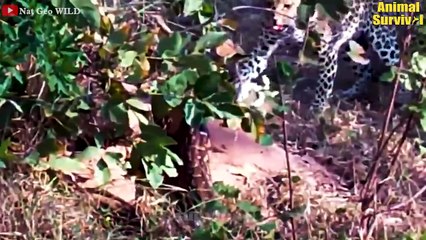 35 Painful Last Moments Of Wild Animals When Clashing With The Wrong Opponent   Wildlife Documentary