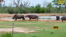 35 Scary Moments Hippos Attack And Defeat Lions, Crocodiles, Rhinos And Wild Dogs