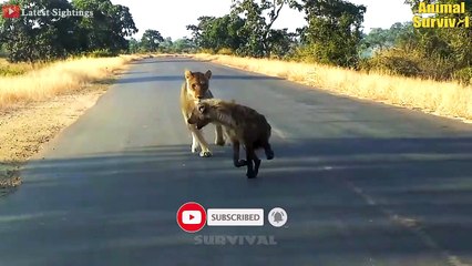 35 Times Hyenas Messed With The Wrong Animals   Wildlife Documentary