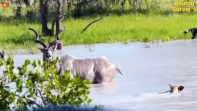 35 Wild Dogs Hunting Prey In The River Even Crocodiles But Unexpected Happens Wildlife Documentary