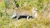 45 Heart Attack Moments When Serval Mess With Wrong Lion, Leopard, Cheetah   Wildlife Documentary