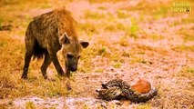45 Crazy Moments Hyenas Injured By Lions, Wild Dog, Python And Other Hyenas   Wildlife Documentary