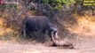 45 Moments Buffalo Badly Injured Fighting With Lion, Rhino, Hyena, Wild Dogs And Komodo Dragon