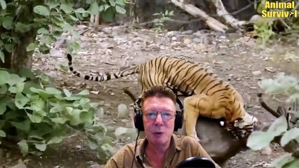 45 Terrible Battle Of The Tiger King When Going To Battle   Wildlife Documentary