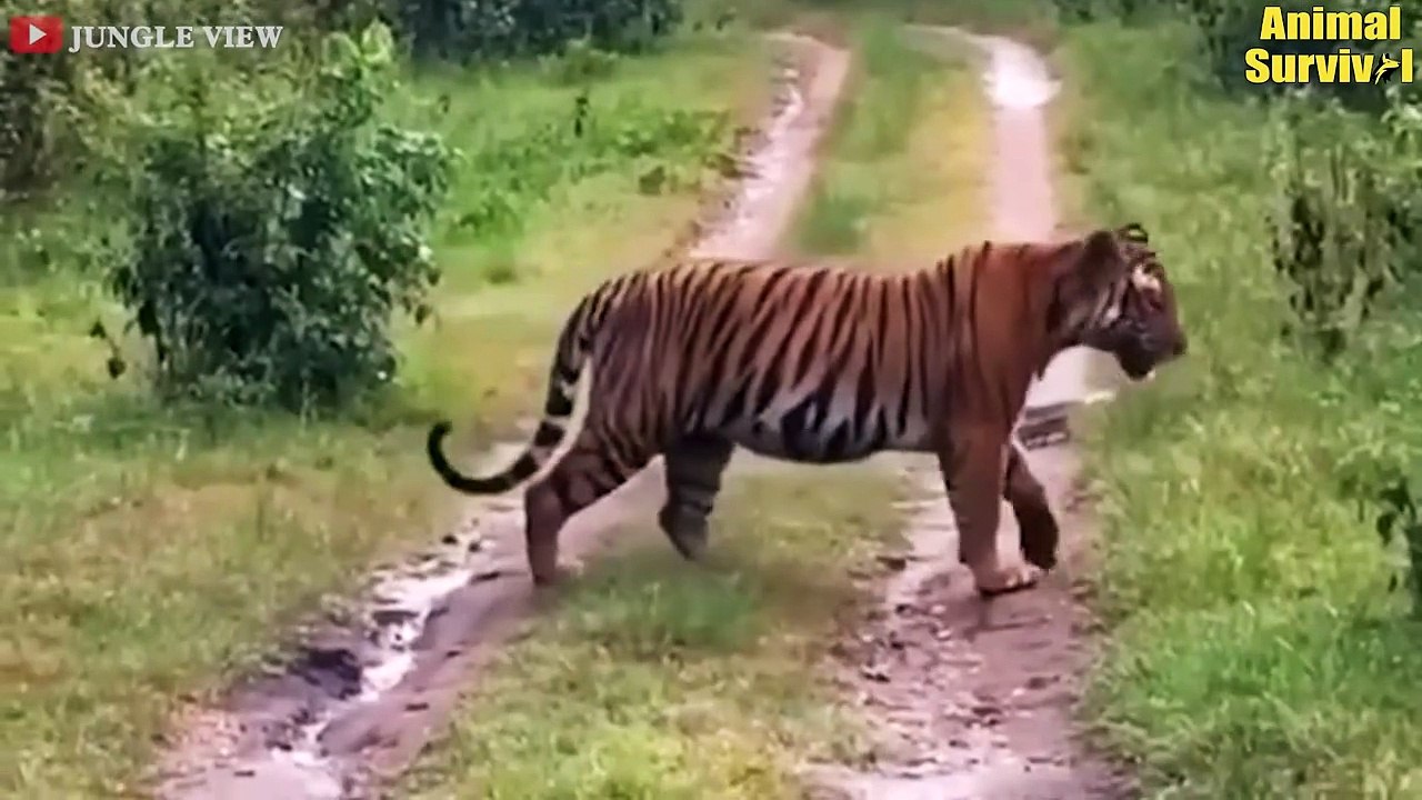 45 Moments Horrible Attacks Of Giant Pythons - Pythons vs Tigers ...