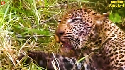 Download Video: 45 Scariest Moments When Lions, Cheetahs, Hyenas, Buffalos, Hippo Get Injured   Wildlife Documentary