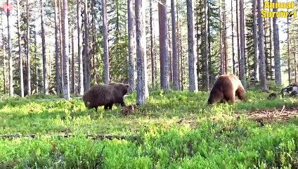 Angry Mother Bear Risks Her Life To Protect Baby From Hungry Lion And Received A Tragic End