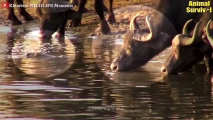 Buffalo, Zebra And Widebeest Crossing River In Front of Bloodthirsty Crocodile   Animal Fights