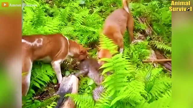 Chaos In India! Angry Monkeys Pulling Together To The Village Ki.ll All Dogs Wildlife Documentary