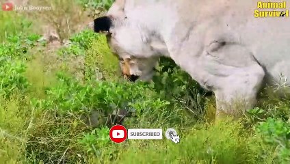 Aghast! Wounded Wild Boar and Her Baby Become Prey For Bl.oodthirsty Predators (2)