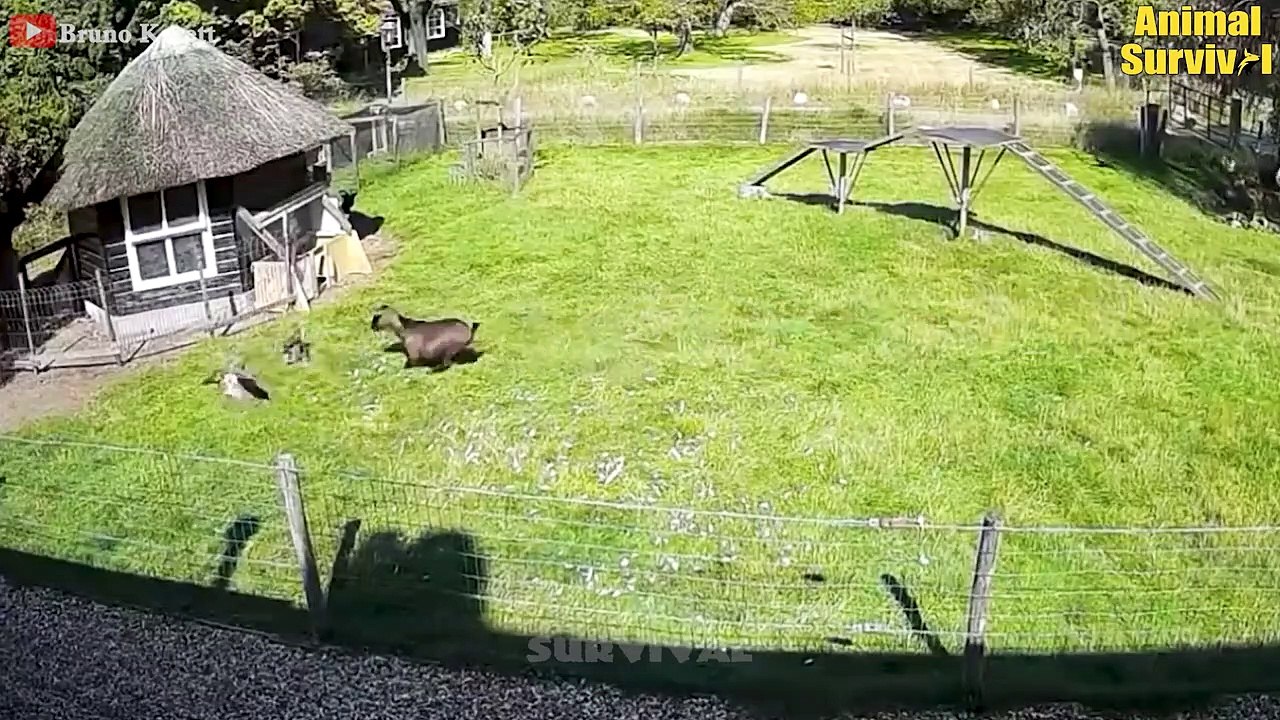 100 Unbelievable Animals That Saved Other Animals   Wildlife Documentary