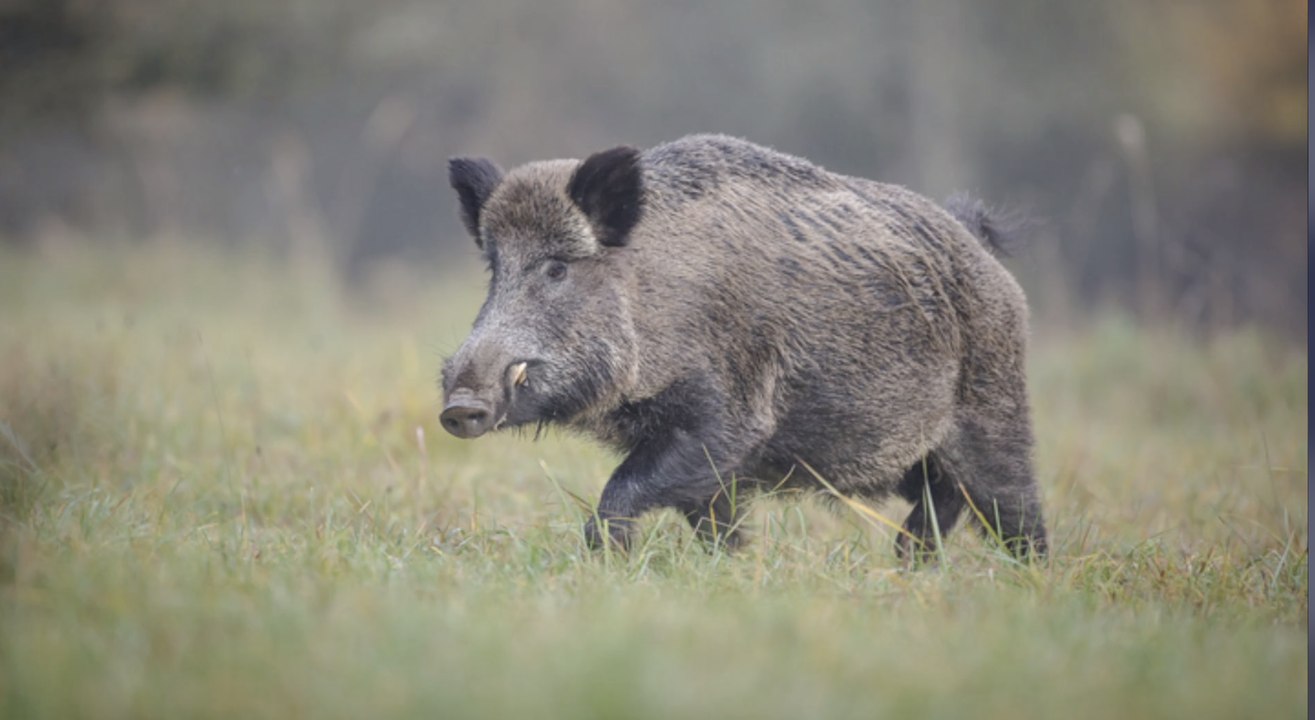Wildschweine stören erotische parkplatztreffen
