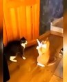 Funny Animals and Cats videos