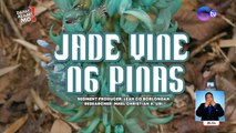 Jade vine, ang halaman na bida sa limang piso na barya! | Dapat Alam Mo