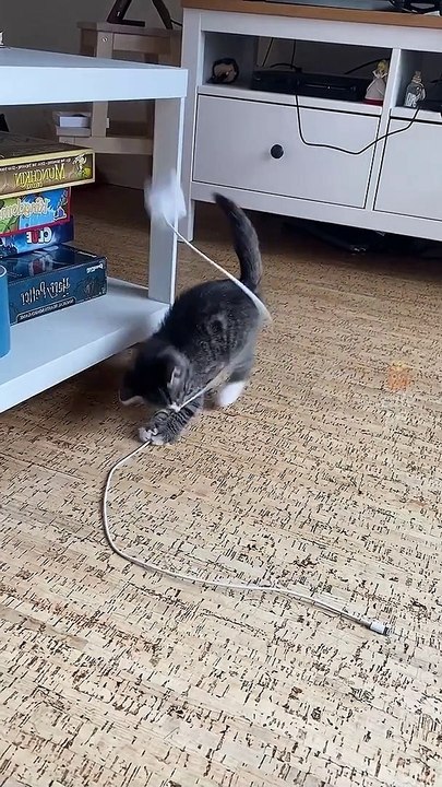 funny animals reaction
