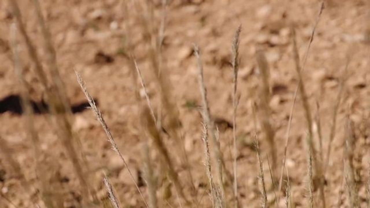 İspanya'da Kuraklık Tarımsal Üretimi Ciddi Şekilde Etkiliyor
