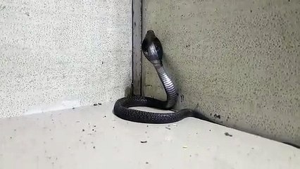 कोटा रेंज आईजी आवास की सुरक्षा में कोबरा ने लगाई सेंध