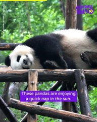 Pandamonium: A Compilation of the Cutest Pandas