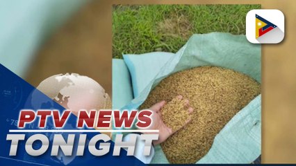 SC issues Writ of Kalikasan ordering a stop to the release of golden rice, Bt eggplant